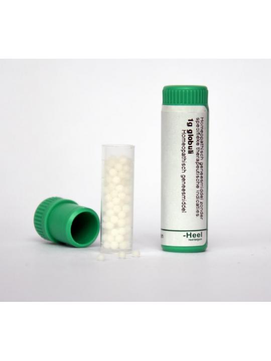 Conium maculatum LM10