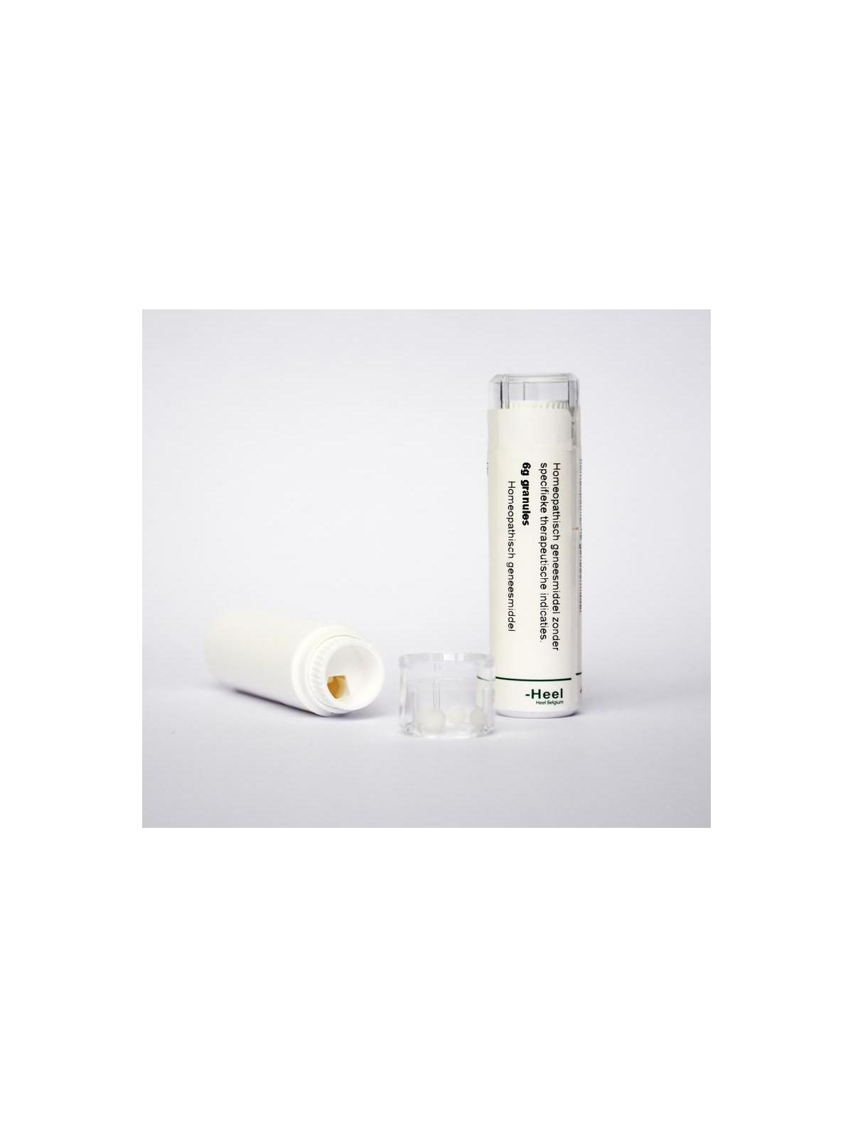 Conium maculatum LM30